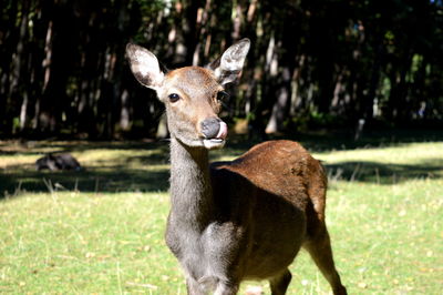 Deer in a field