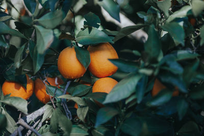 Close-up of orange fruits on tree