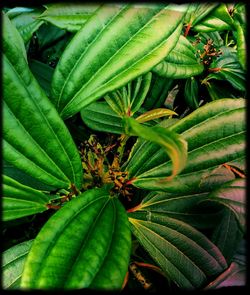 Close-up of plant