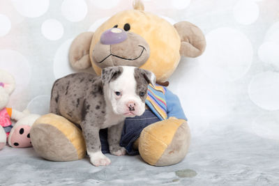 Close-up of dog with stuffed toy