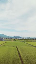 Scenic view of agricultural field against sky