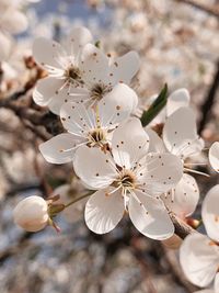 Close-up of white flowers