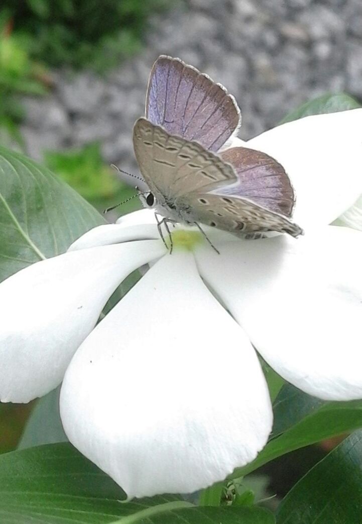 CLOSE-UP OF INSECT PERCHING ON WHITE FLOWER