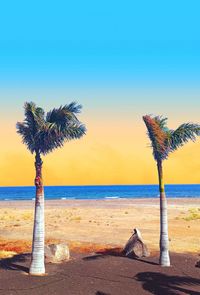 Palm tree by sea against clear sky