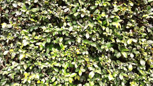 Full frame shot of plants