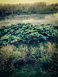 Water lily in lake