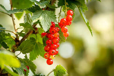 Close-up of red berries growing on tree