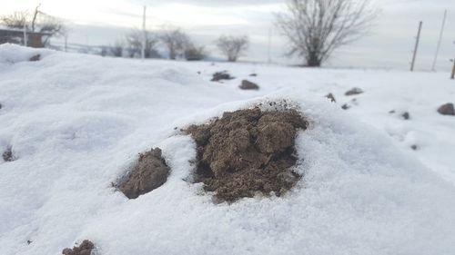 Close-up of snow covered landscape