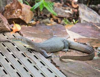 High angle view of lizard on field