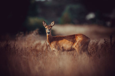 Deer standing on field