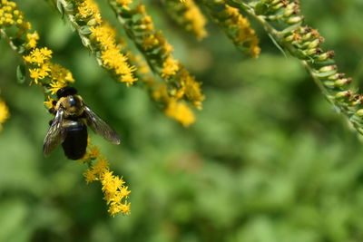 Close-up of bee pollinating flower