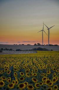 Scenic view of sunflower farm against sky during sunset