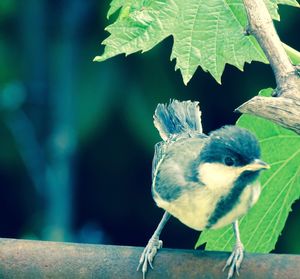 Close-up of carolina chickadee perching on pole