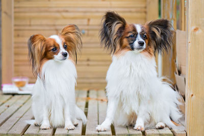 Outdoor portrait of a papillon purebreed dogs
