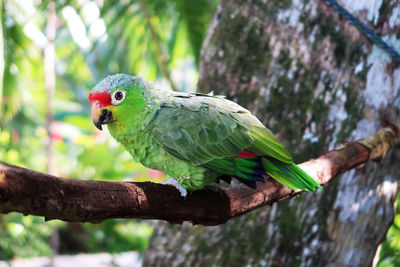 Close-up of parrot perching on tree