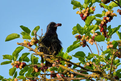 Low angle view of bird perching on plant against sky