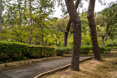 Scenic view of trees in forest against sky