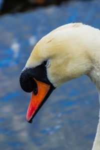 Close-up of swan swimming in lake