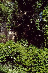 Plants growing on tree