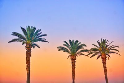 Palm trees against sky during sunset