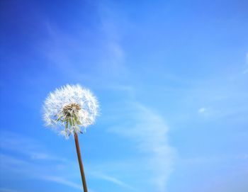 Low angle view of dandelion against blue sky