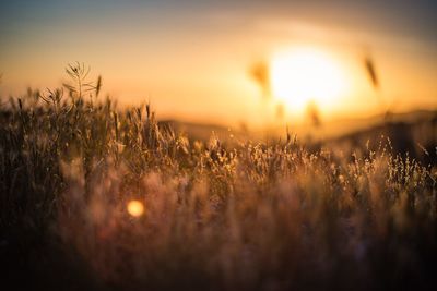 Scenic view of grassy field against sky at sunset