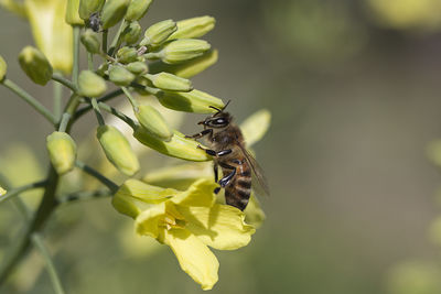 Close-up of bee pollinating on flower