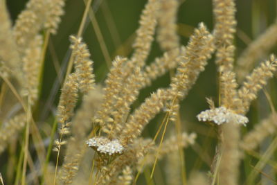 Close-up of flowering plant on field