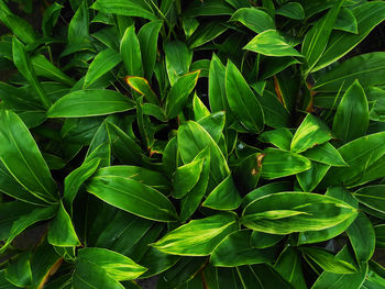 Full frame shot of green leaves on plant