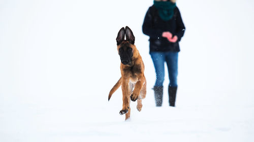 Rear view of dog walking on snow