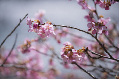 Close-up of pink cherry blossom