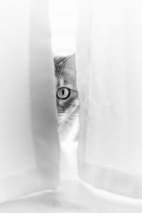 Portrait of cat hiding behind curtain