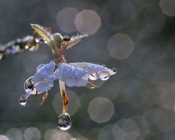 Close-up of flowers in bloom