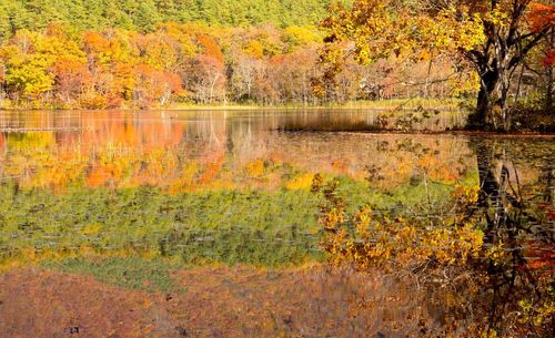 Reflection of trees in water