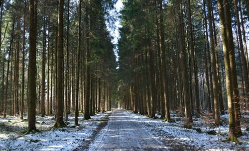 Road amidst trees in forest during winter