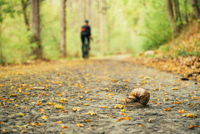 Man walking on footpath during autumn