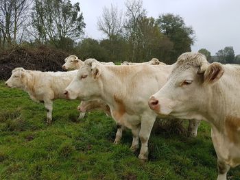 Cows standing in a field