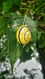 Close-up of snail on leaf