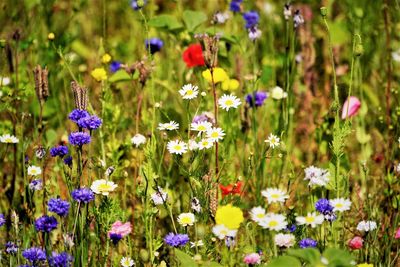 Close-up of purple flowering plants on field