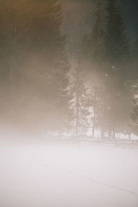 Trees on snow covered landscape against sky at night