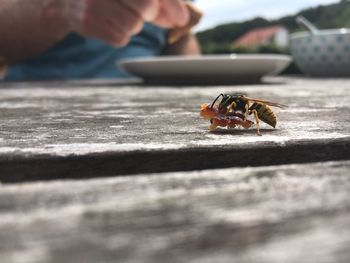 Close-up of insect on finger