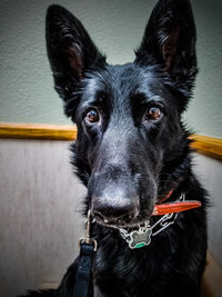 Close-up portrait of black dog