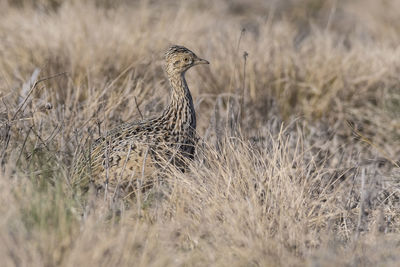 Close-up of bird perching on field