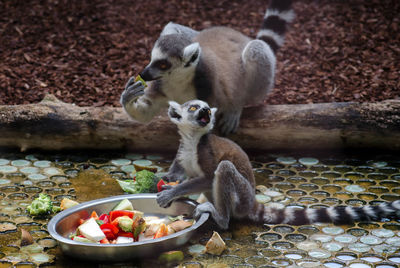 Lemur eating vegetable while standing outdoors