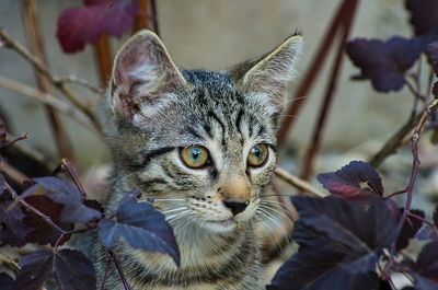 Close-up portrait of cat