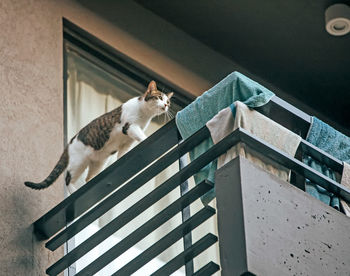 Low angle view of cat looking away