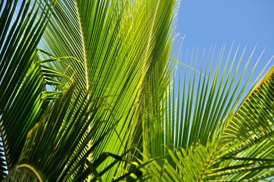 Close-up of palm tree against sky