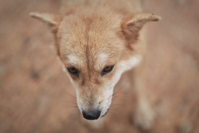 Close-up portrait of dog