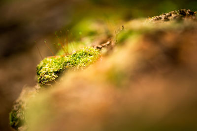 Close-up of plant growing on field