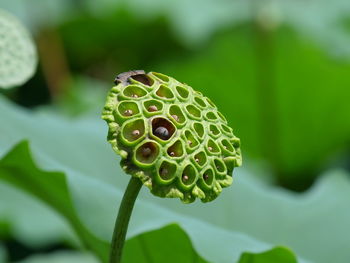 Close-up of lotus flower